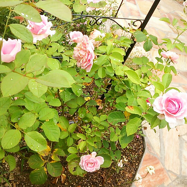 Tomopさんの実例写真