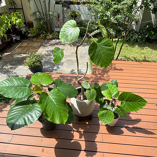maimai0110さんの部屋