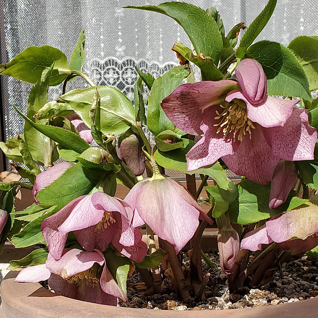 ramuramuさんの実例写真