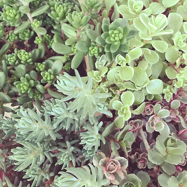 玄関/入り口/多肉植物/セダムのインテリア実例 - 2015-05-16 15:42:27