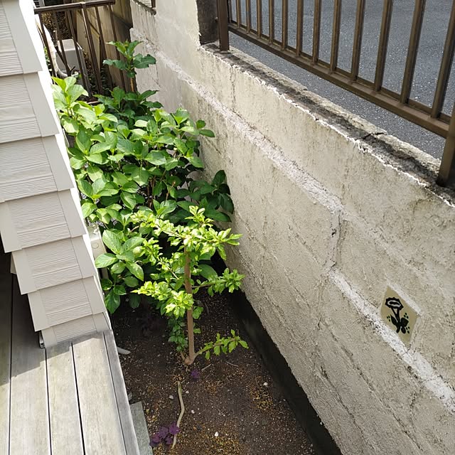 Maroさんの部屋