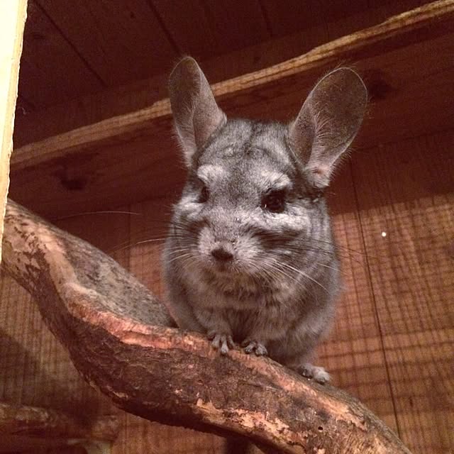 otomatuさんの実例写真