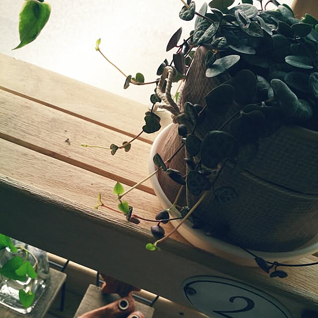 miporin0711さんの実例写真