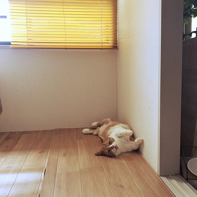 maruさんの実例写真