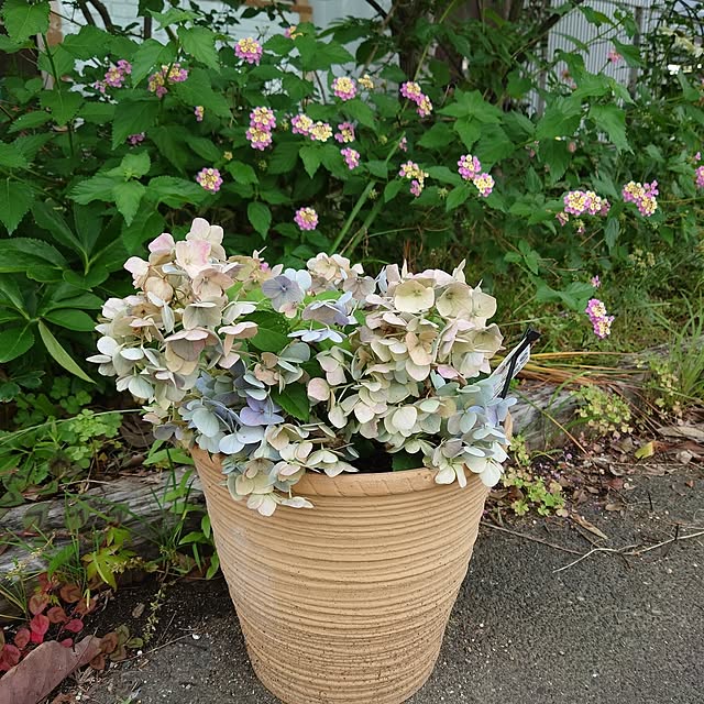 asmaさんの部屋