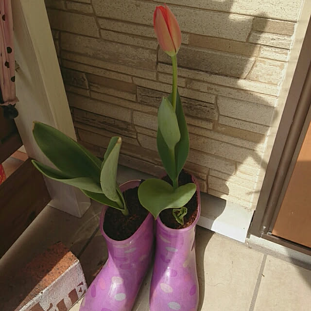 sena.masato.mamaさんの実例写真