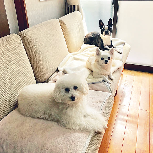 kurumeruさんの実例写真