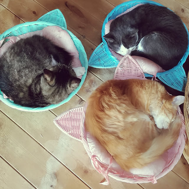 Maki-nekomamireさんの実例写真