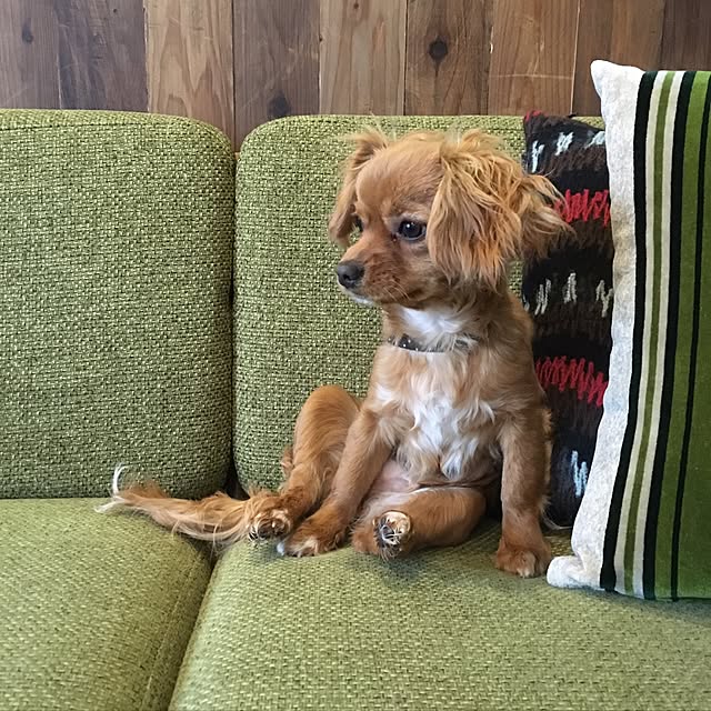 eriさんの実例写真