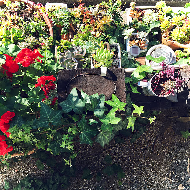 burgundy.roseさんの実例写真