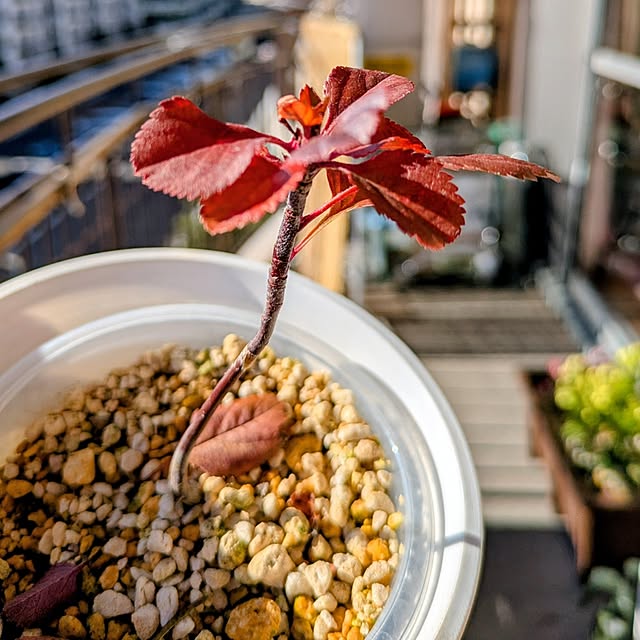 mi-saさんの実例写真