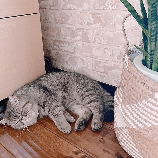 shizzzさんの実例写真