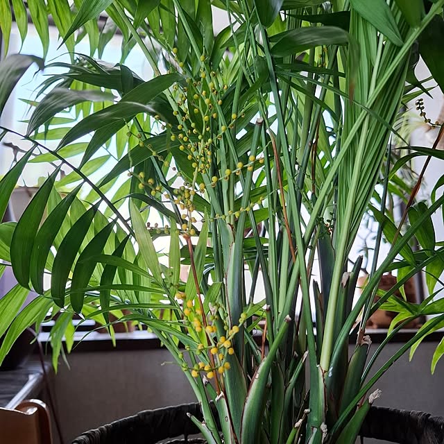 midoriさんの部屋