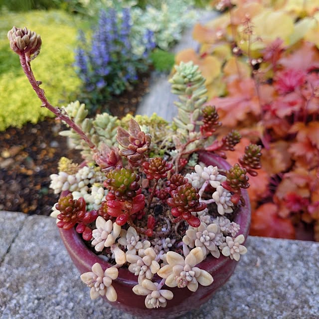 coconathuさんの実例写真