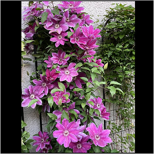 mamizaさんの実例写真