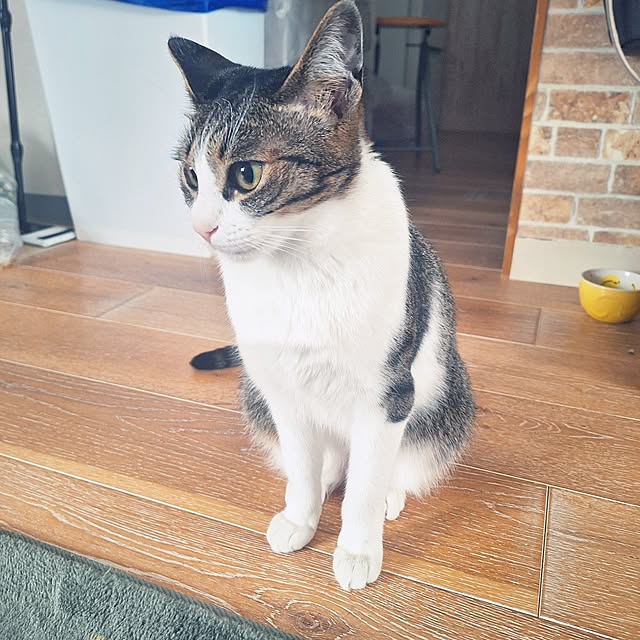 akimameさんの実例写真