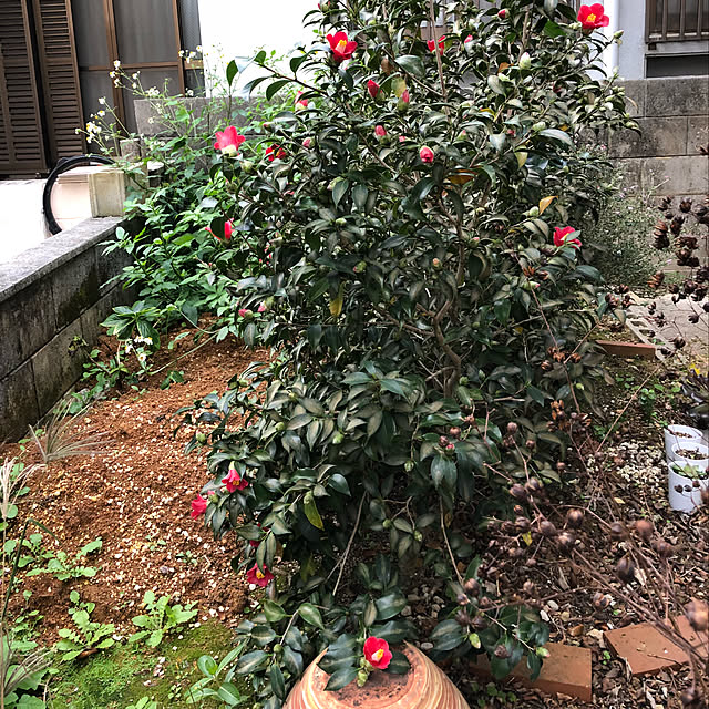 micchiさんの実例写真