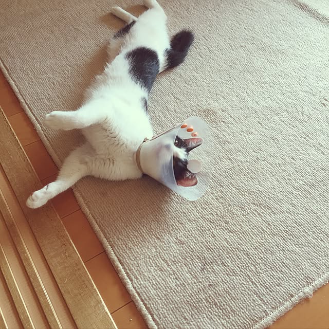 candyさんの実例写真