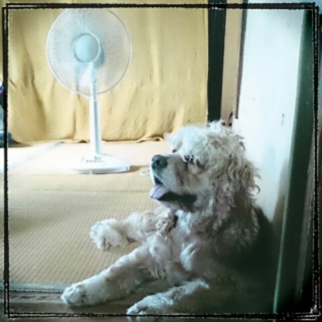 anju---nさんの実例写真