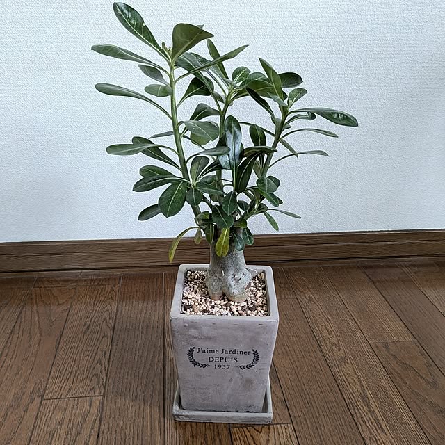 nippopoさんの部屋