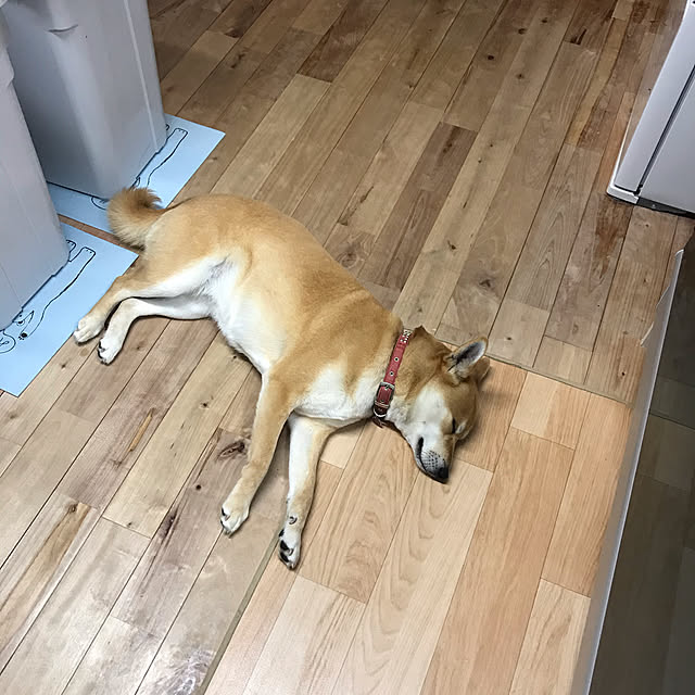 okadajapanさんの実例写真