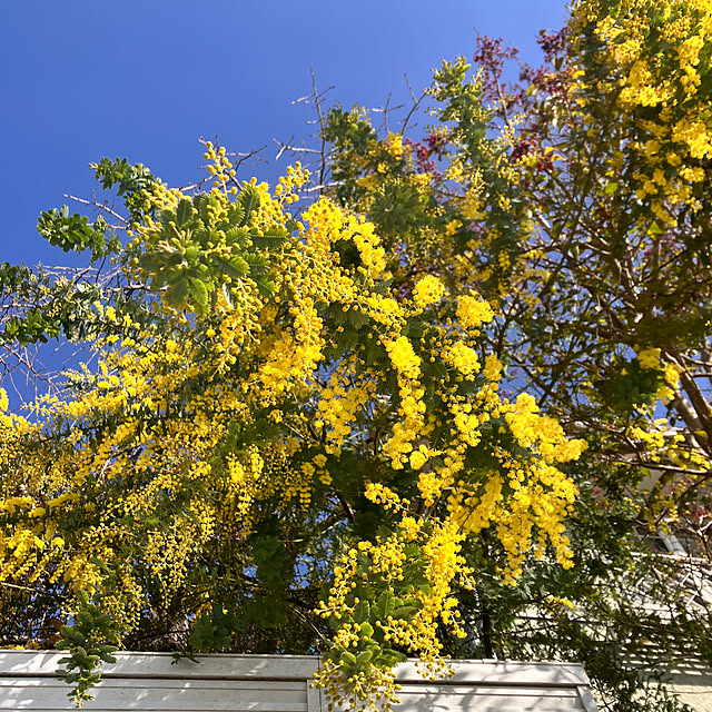 tomorinさんの部屋