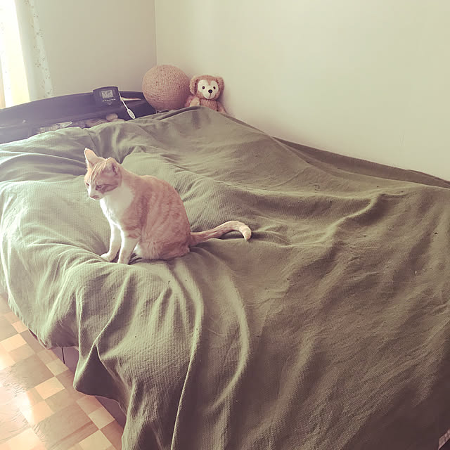 kikkaさんの実例写真