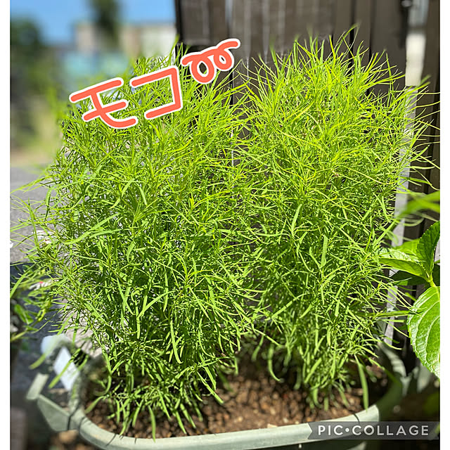 Smilkazuさんの部屋