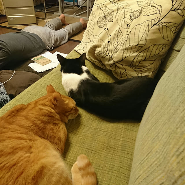 okyosan101さんの実例写真