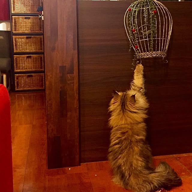 butachanさんの実例写真