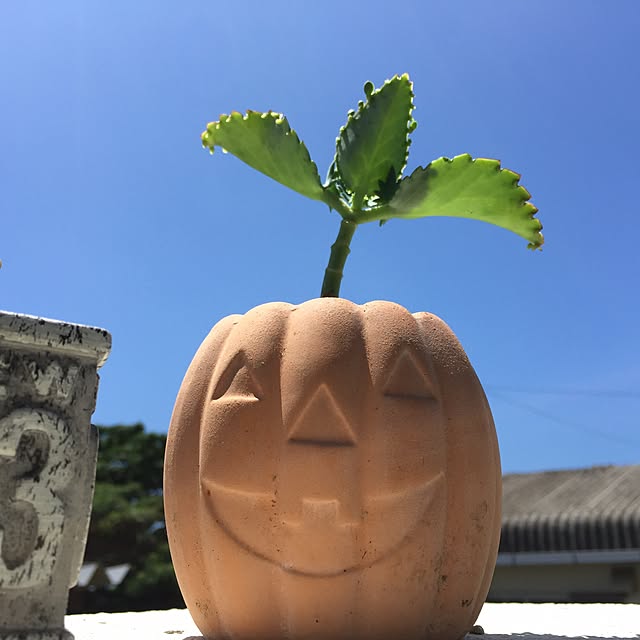 tumugi85さんの実例写真
