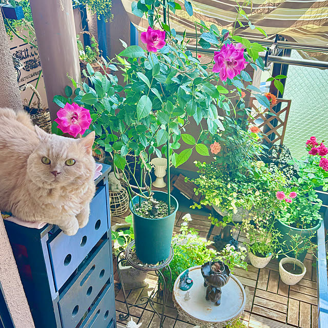 naokoさんの部屋