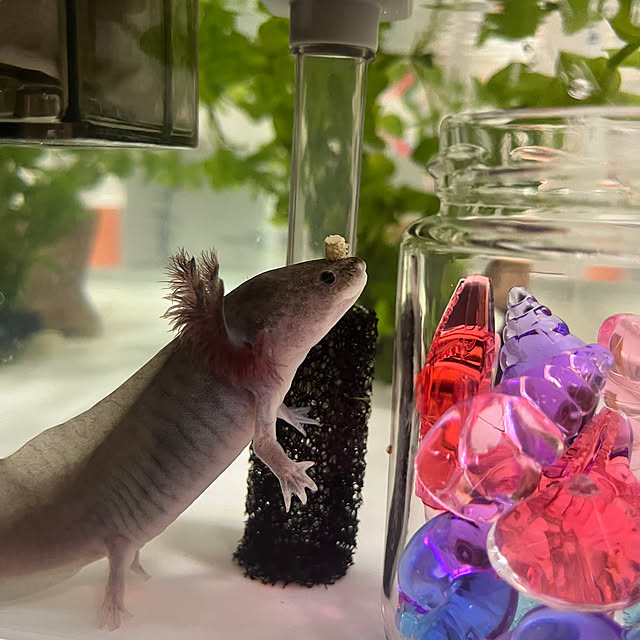hanihaniさんの実例写真