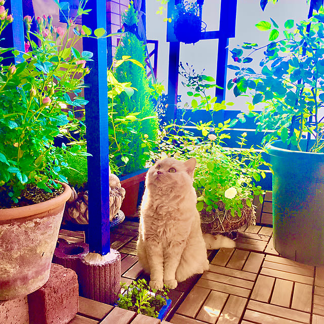naokoさんの実例写真