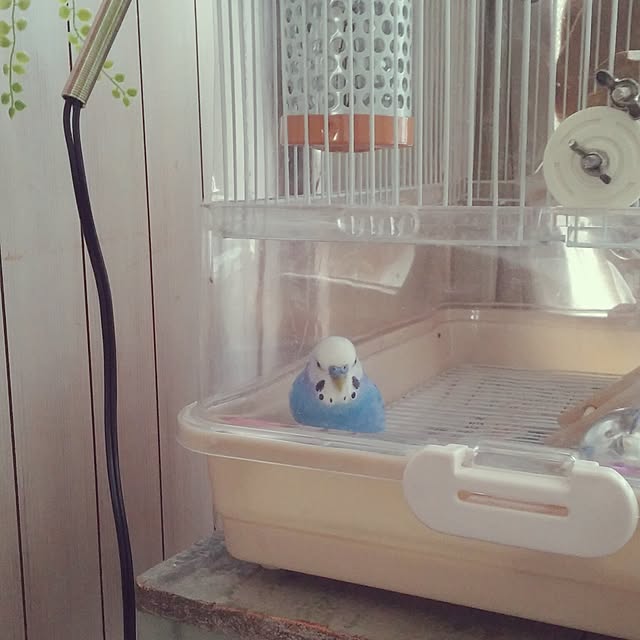 opiopiopiさんの実例写真