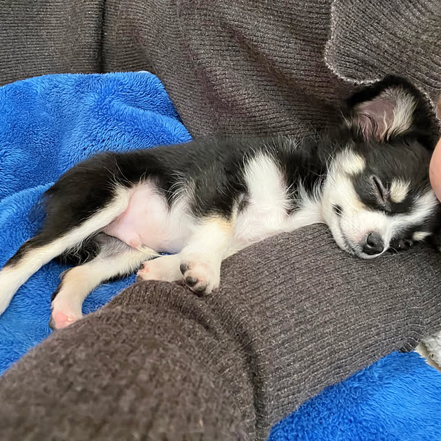 serotiさんの部屋