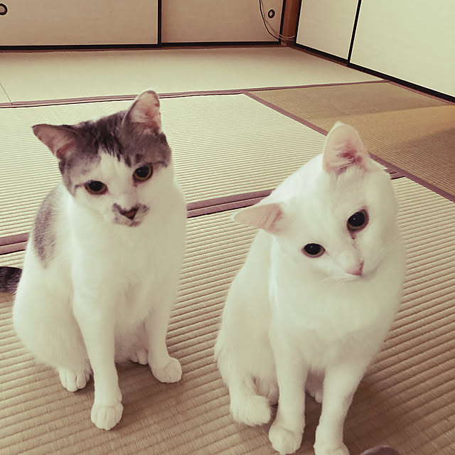 hamiyomamaさんの実例写真