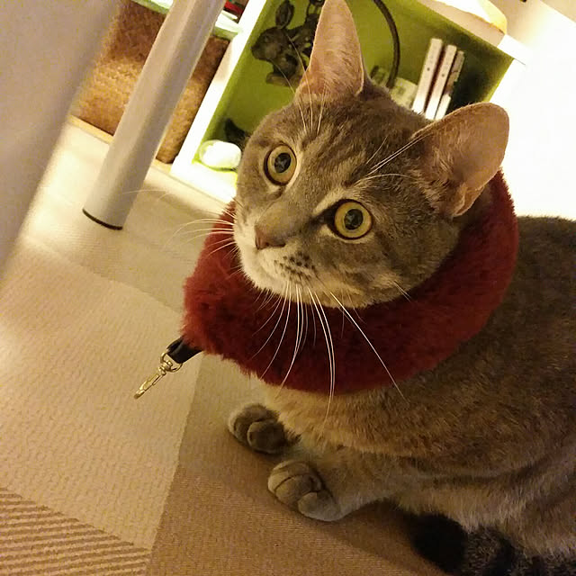 oyumiさんの実例写真