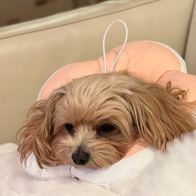 chobisukeさんの部屋