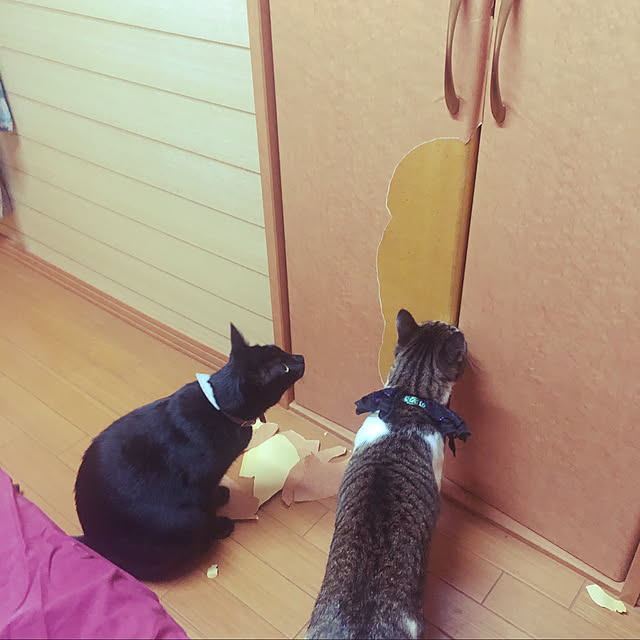 jijiさんの実例写真