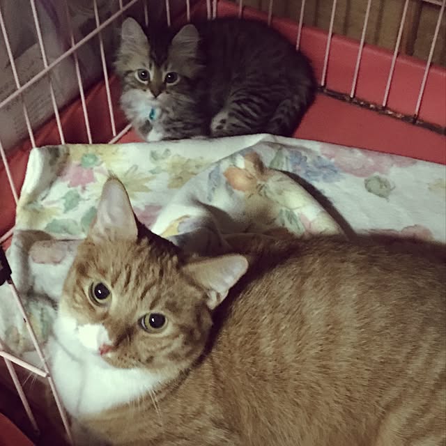 CATさんの実例写真