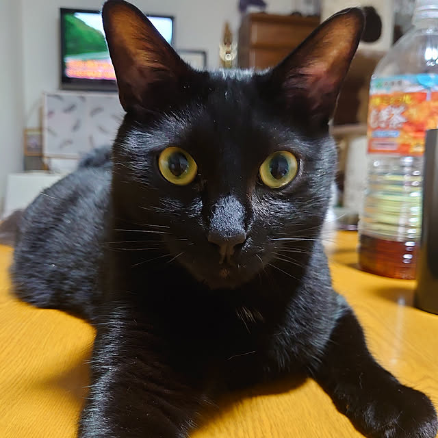 shinobuさんの実例写真
