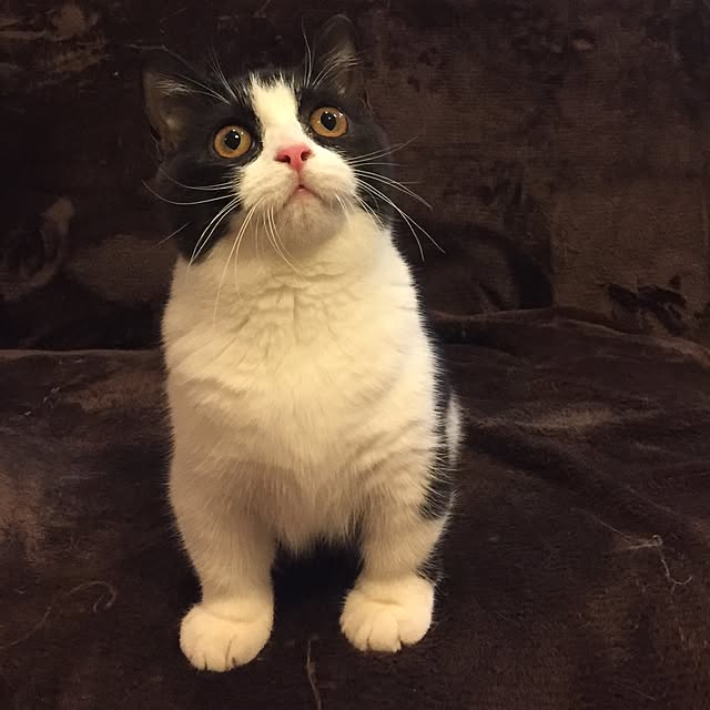 butachanさんの実例写真