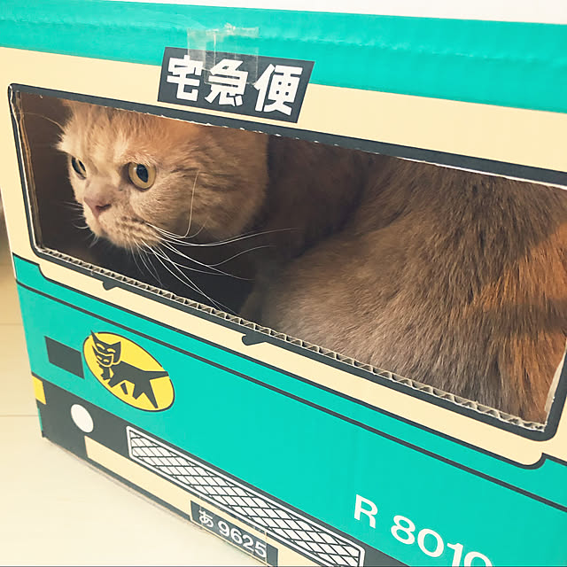 cocoさんの実例写真