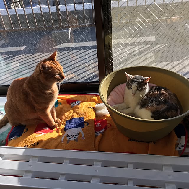 miyabiさんの実例写真