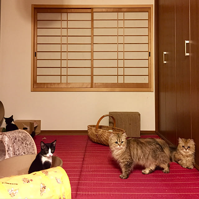 butachanさんの実例写真
