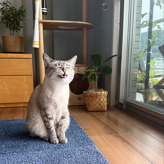 amさんの実例写真