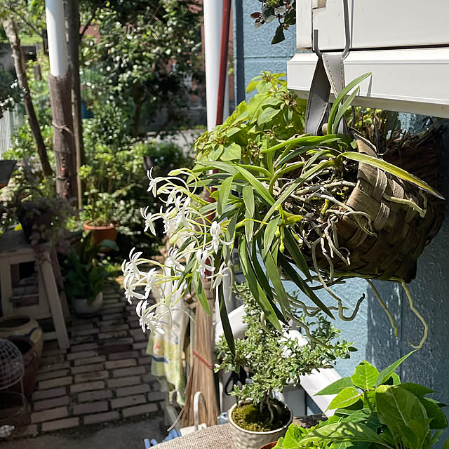 nobikoさんの部屋
