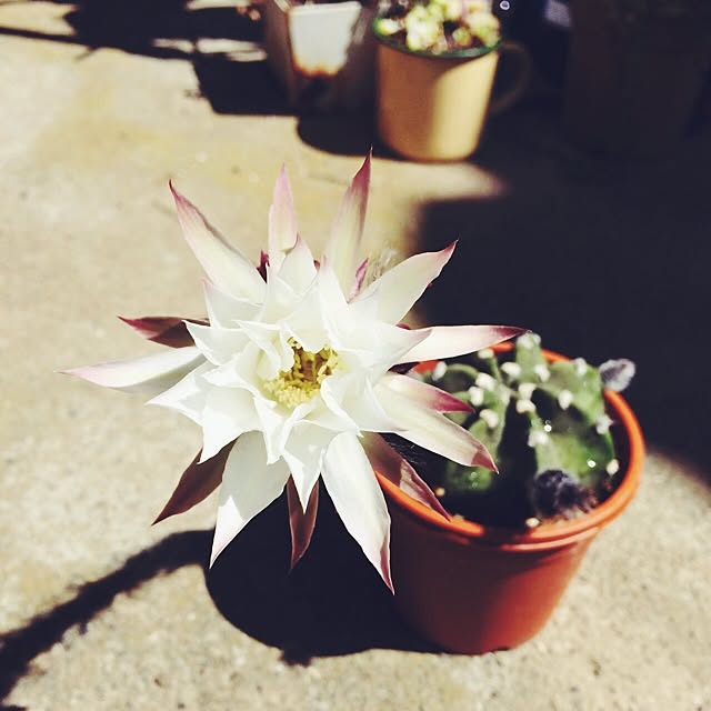 Fellowさんの実例写真