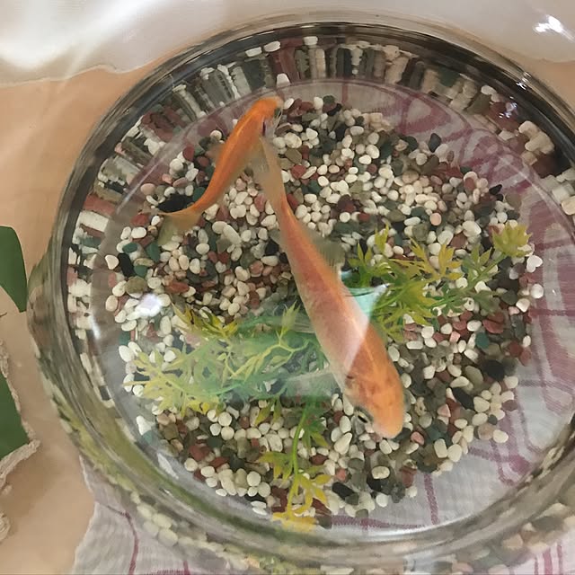 pokkuさんの実例写真